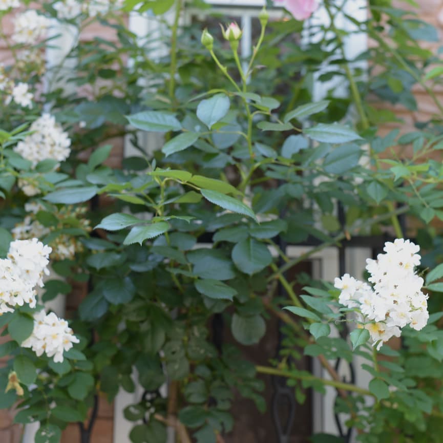 スタルカのバラ